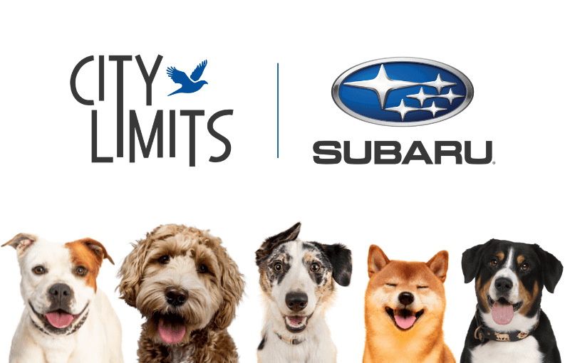 Five dogs in front of the City Limits Subaru logo