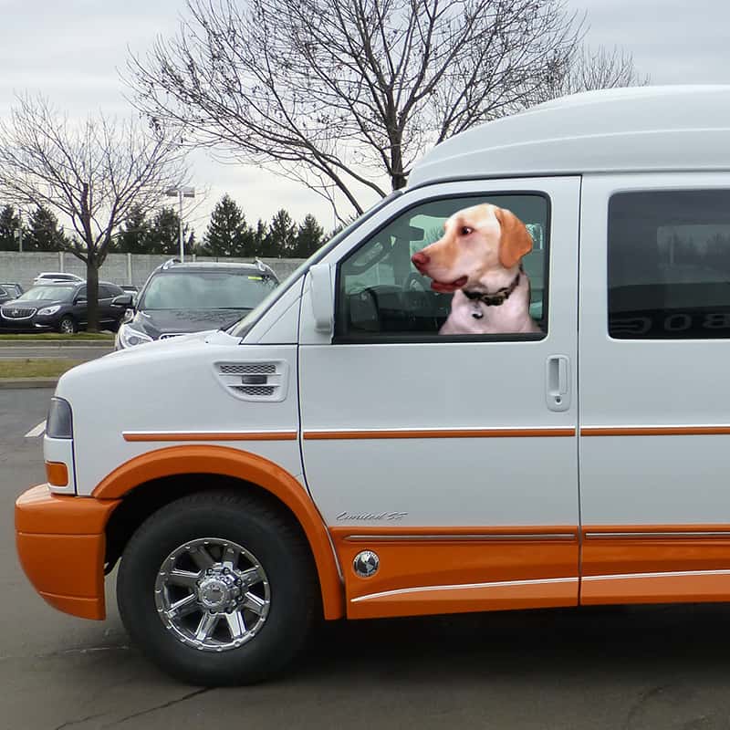 Pets and Traveling Keeping them safe