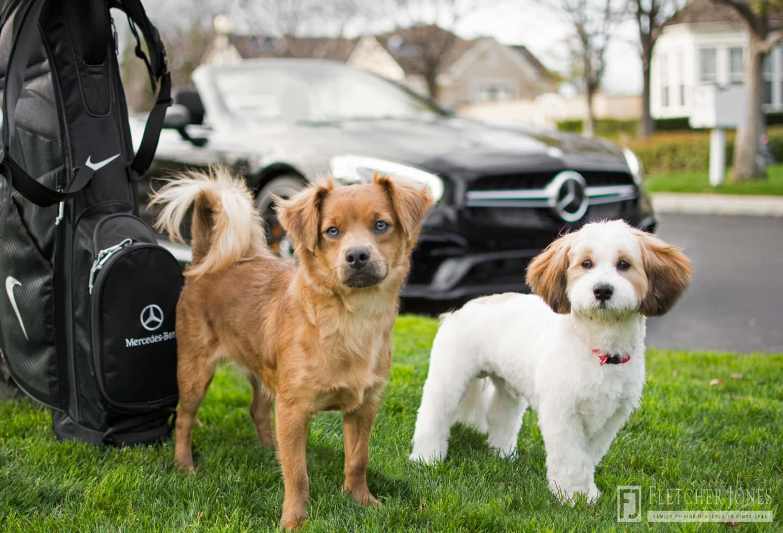 Mercedes-Benz of Ontario Putt 4 Paws