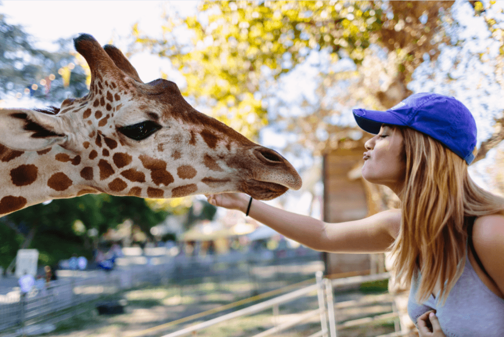 Giraffe