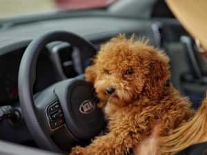 dog