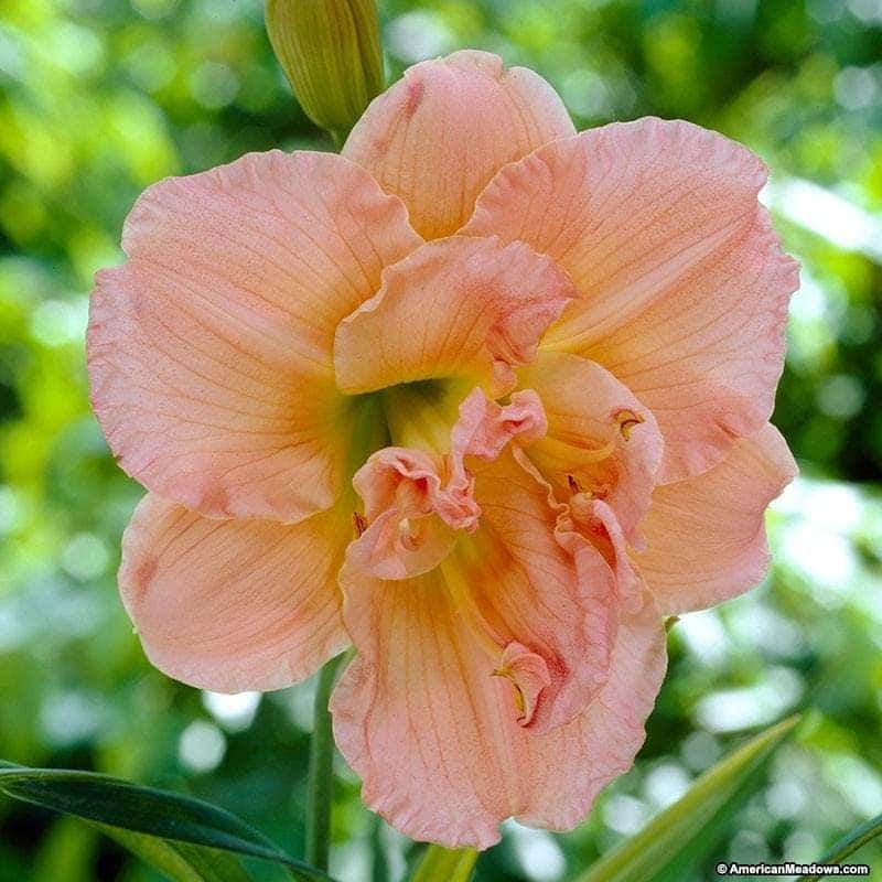 recommended spring flowers from klamath falls subaru