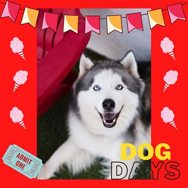 how long is a day in dog days