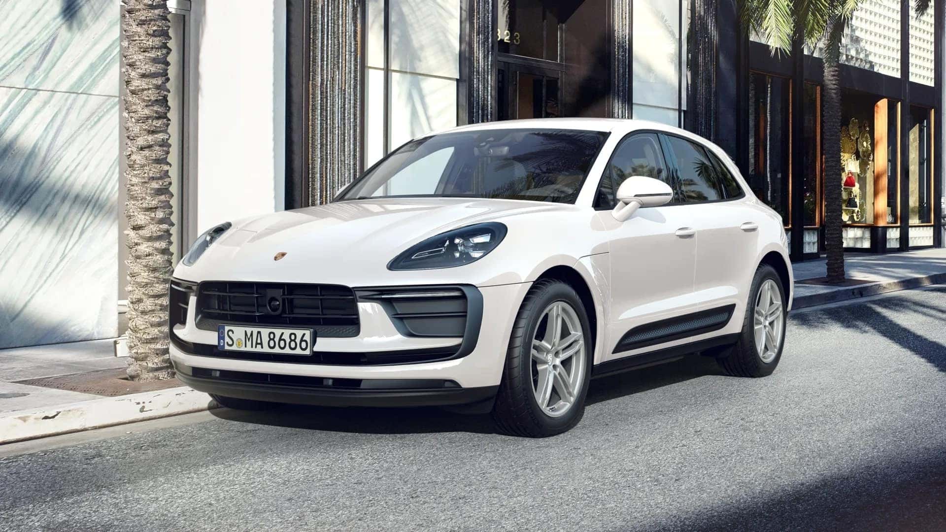 Macan in White