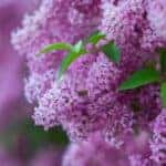 A closeup of a lilac flower from a festival in Rochester, NY.
