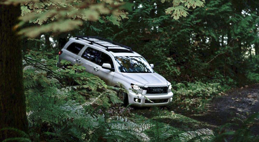 A white 2020 Toyota Sequoia, one of the larger Toyota SUVs, is off-roading in the woods.