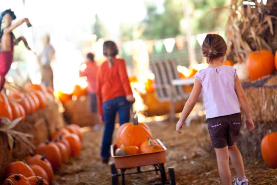 Fun Fall Activities Near Fredericksburg