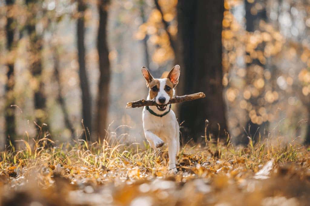 dog playing fetch in fall leaves