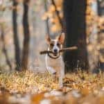dog playing fetch in fall leaves