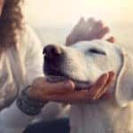 A woman petting a white dog