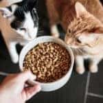 A large bowl with cat food, and two curious cats looking at it