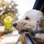 Dog Riding in Car With Window Open