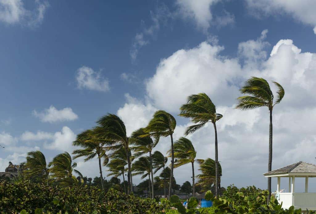 How to photograph during windy conditions