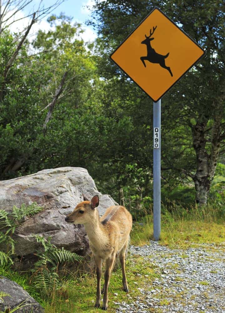 Deer Crossing Sign: What Does it Mean?